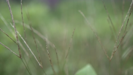 disparo abstracto en el campo del bosque con un enfoque cinematográfico que revela la hierba silvestre