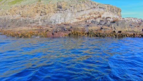 Focas-Holgazaneando-Y-Retozando-En-Las-Rocas-En-Bruny-Island