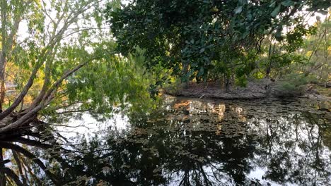 agua tranquila que refleja los árboles y el follaje