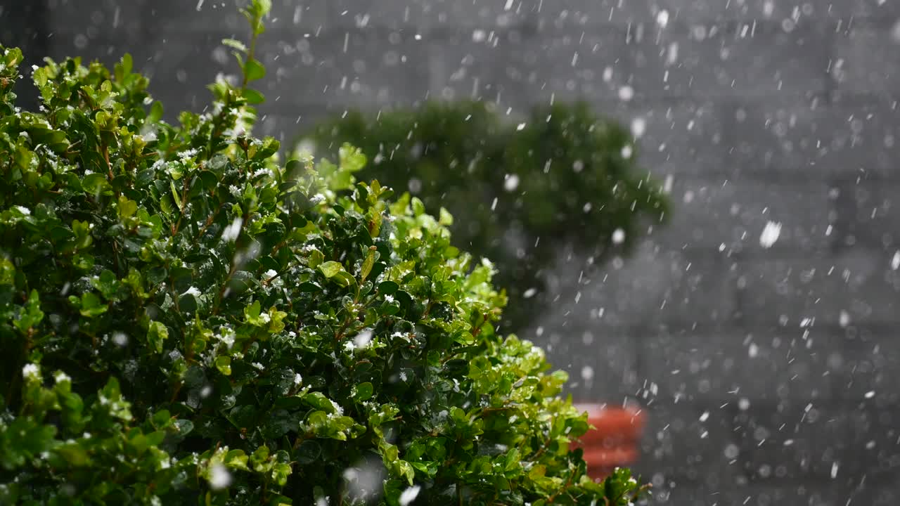 nieve cayendo sobre pequeños árboles y arbustos