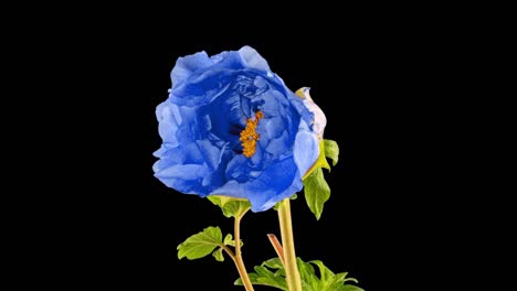 timelapse de la flor de la peonía azul floreciendo sobre un fondo negro. flor de la floreciente peonía abierta, lapso de tiempo, primer plano. telón de fondo de la boda, concepto del día de san valentín. 4k uhd video timelapse