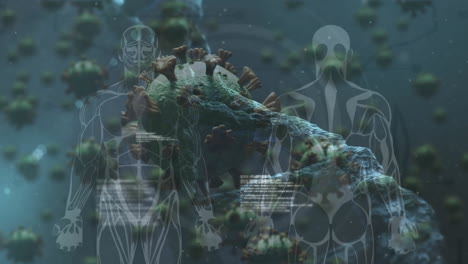 animación de células humanas digitales sobre células de virus