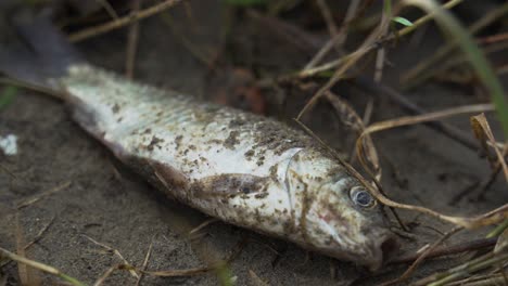 在河岸附近枯乾的土地上死去的魚, 有污染的水, 幾乎不呼吸打開它的嘴