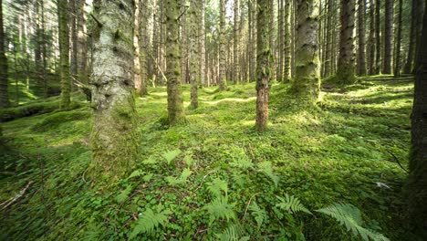 sun shines between tree trunks and on the moss-covered ground