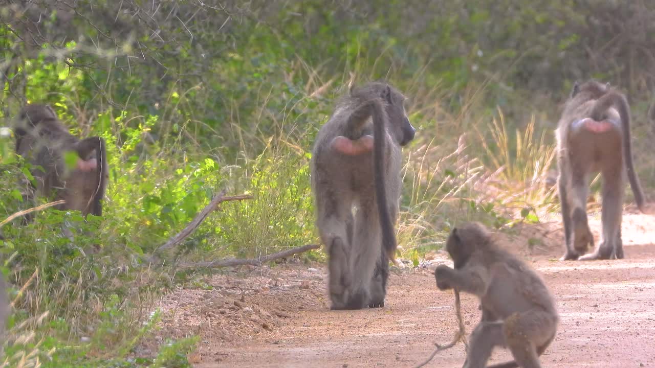 familia de babuinos en un camino