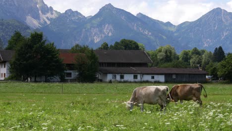 cow pasture on the alps