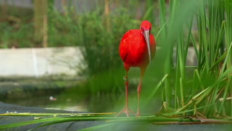 close up shot of an exotic bird species, scarlet ibis, eudocimus ruber with vibrant plumage, walking by the pond, foraging for invertebrate with its long bill in the wildlife enclosure