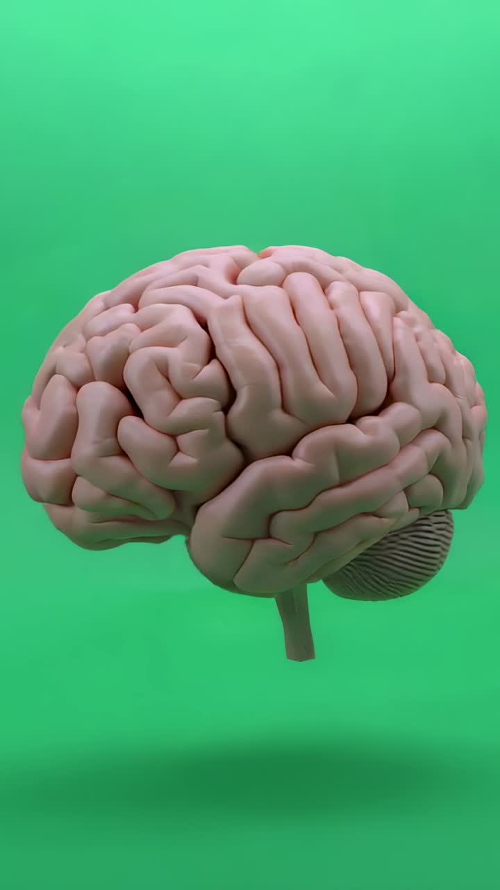 Vertical video: Rendering 3D brain model rotating and bobbing on green, showing cerebellum