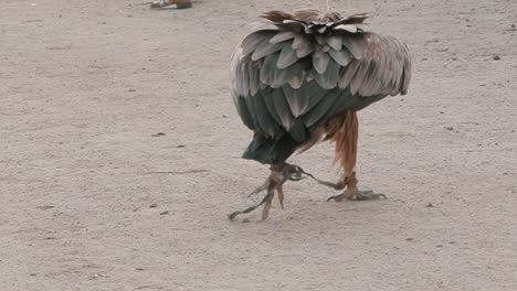 4k closed frame of a vulture walking on the ground