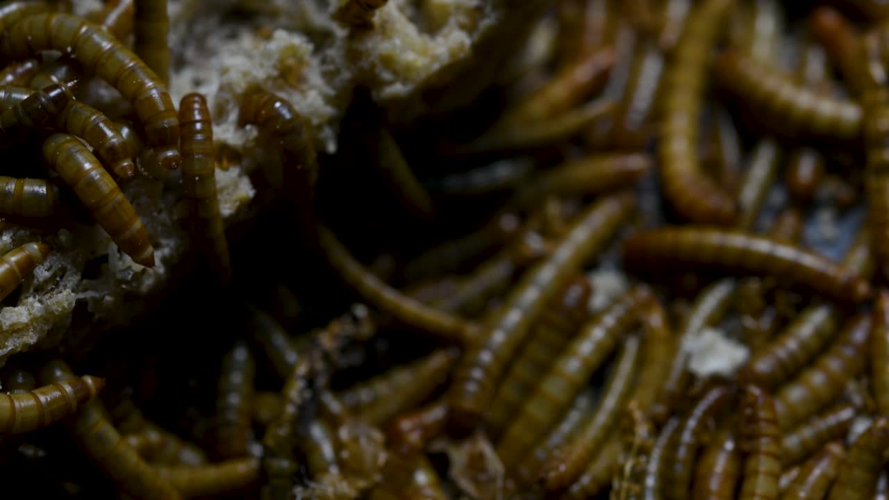 el gusano de la harina es una especie de escarabajo oscuro que se usa para alimentar mascotas como peces, serpientes, pájaros y ranas