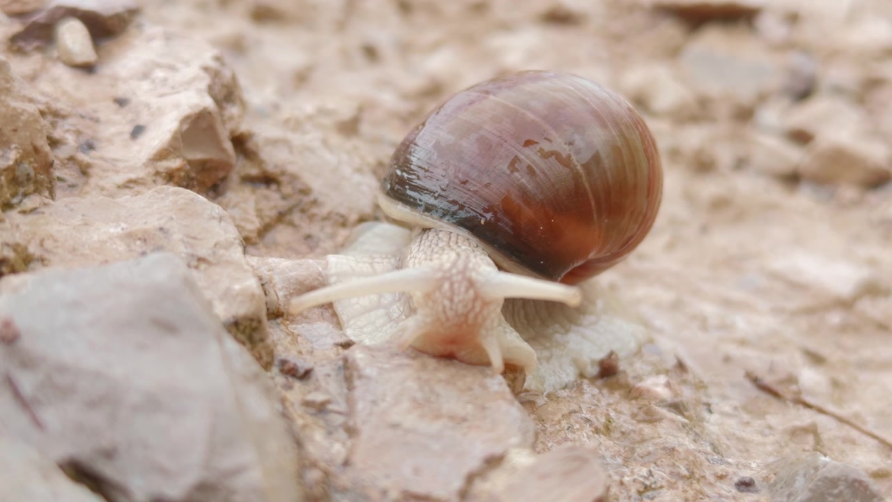 Close up handheld shot of vineyard snail crawling. High angle