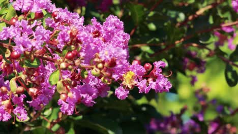 close-up of blooming pink flowers in sunlight