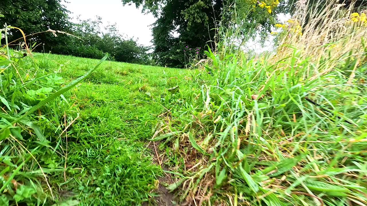 스코틀랜드 의 던드 에 있는 울창 한 초록색 과 야생 꽃