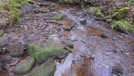 Small,-slow-moving-woodland-stream,-flowing-slowly-through-the-forest-trees