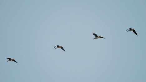 fila de gaviotas volando contra el cielo azul claro