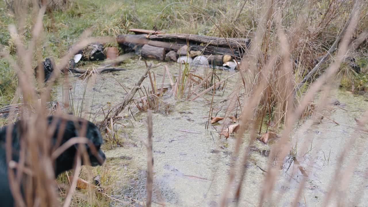 Dog drinking from pond, symbol of harmony with nature and tranquility.