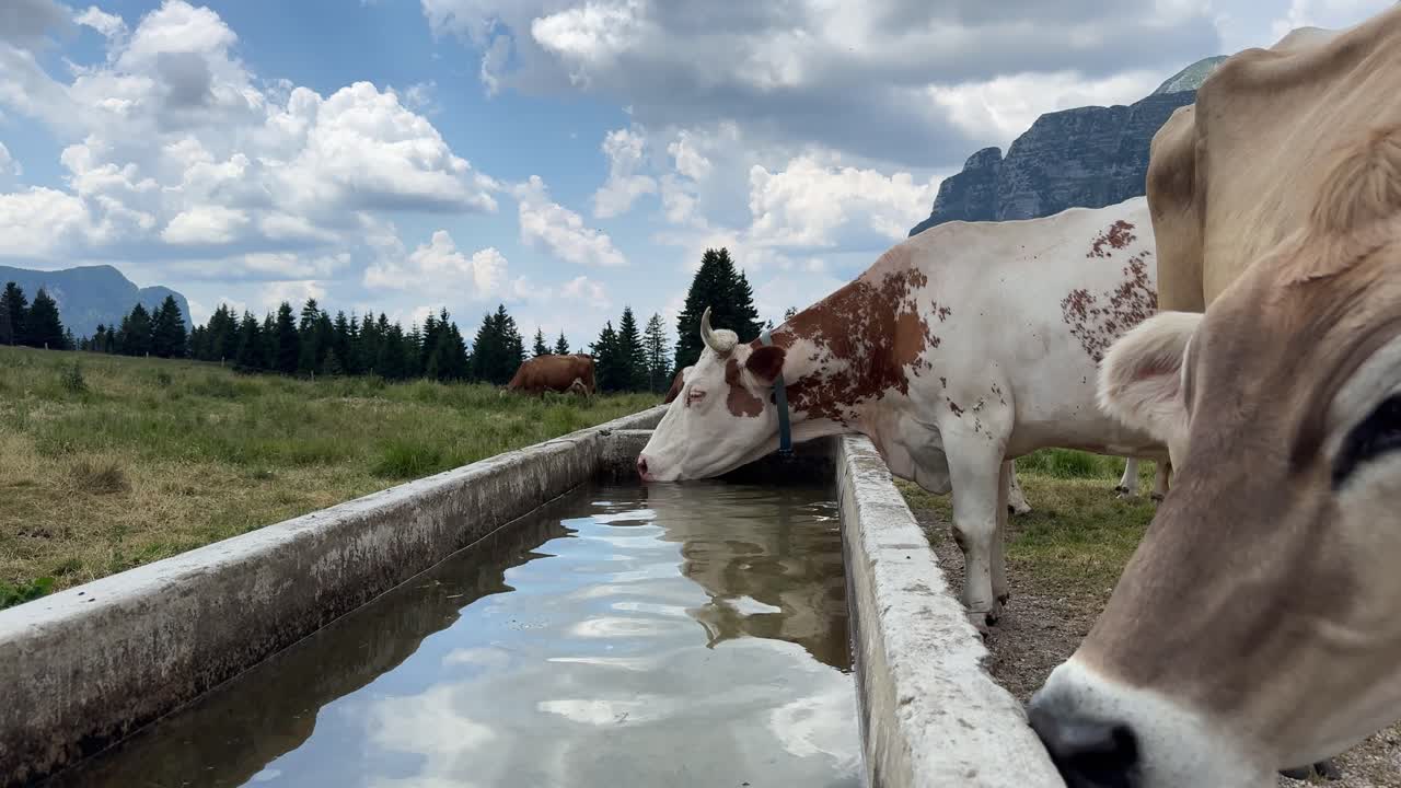 A serene alpine scene featuring a close-up of a cow drinking from a concrete water trough in the Italian Alps. Surrounded by lush green pasture, distant pine trees, and majestic mountain peaks