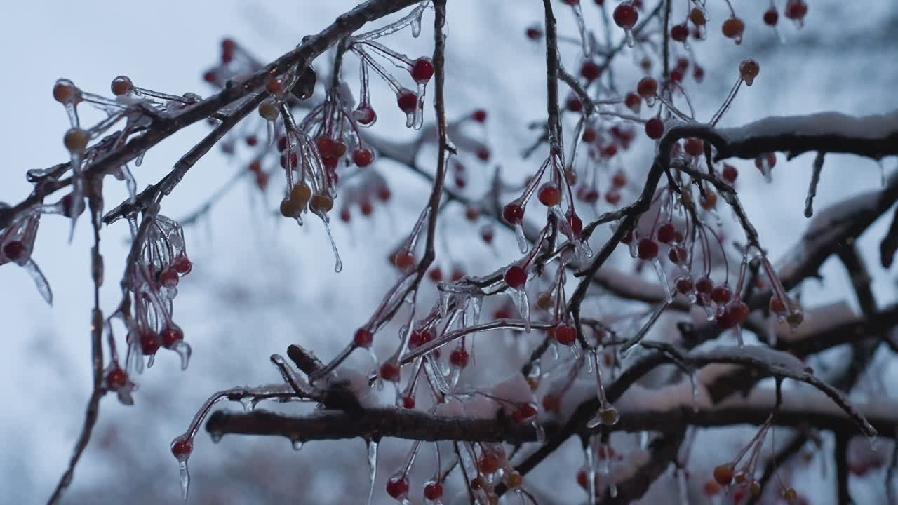 겨울 동안 벌거벗은 나무 가지에 매달린 눈에 얼어붙은 은 열매의 클로즈업. 얼음은 부드럽고 흐릿한 배경에 대해 얼어붙는 미학을 향상시키기 위해 가지에서 섬세하게 매달려 있습니다.