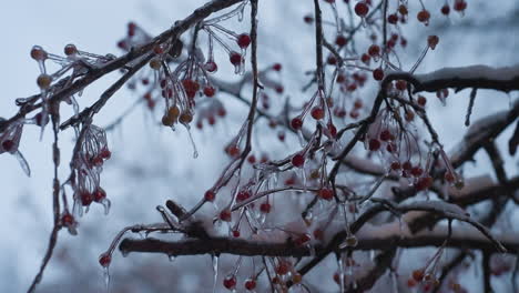 Close-up of snow-frosted red berries hanging on bare tree branches during winter. Icicles delicately dangle from the branches, enhancing the frosty aesthetic against a soft, blurred background