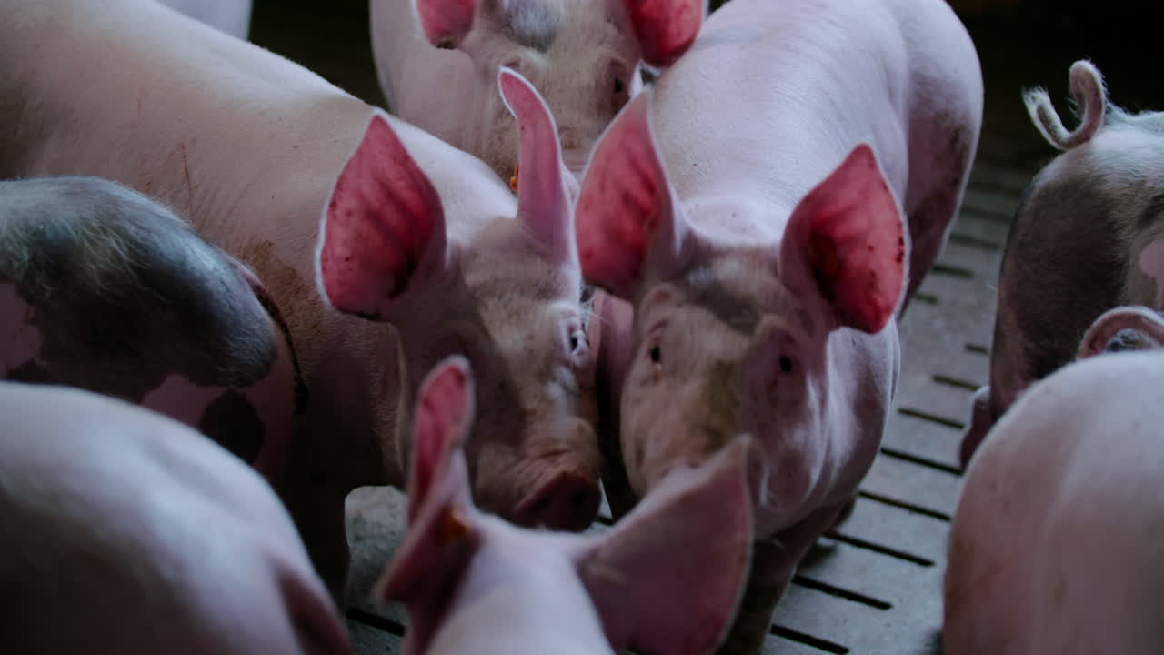 Pigs in a Livestock Farm