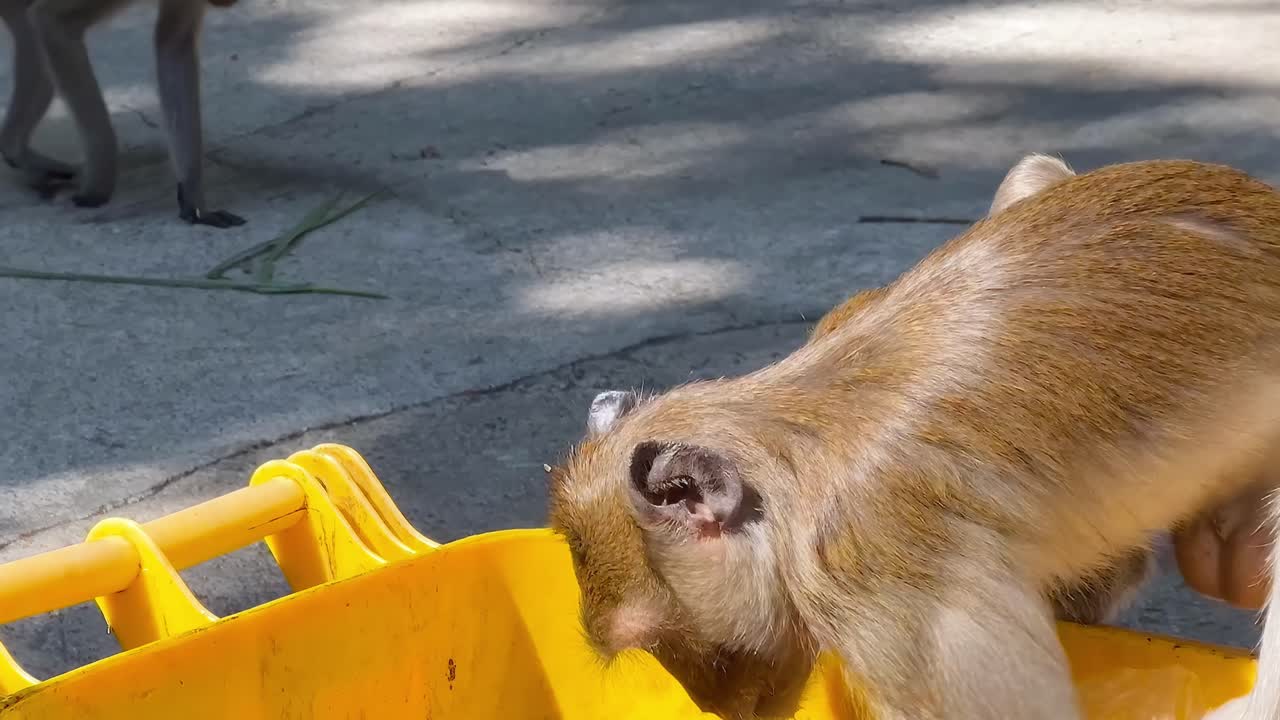 A curious monkey explores a yellow bin, searching for food on a sunny day.