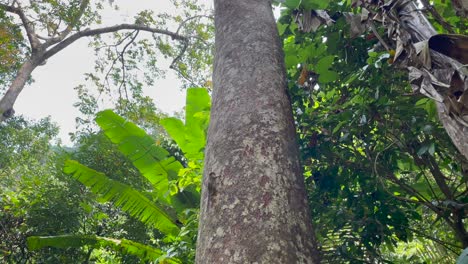 panning upward shot of asian chipmunk climbing a tree looking for food in the jungle