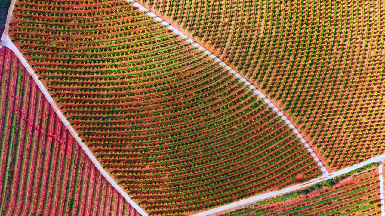 Curved rows of citrus orchard tree plantation from above. Aerial drone shot displaying curved lines of an orange tree orchard growing in bright terracotta colored soil.