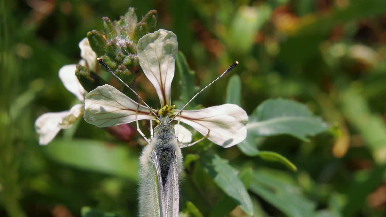 primer plano: la polilla gris camuflada en la flor blanca está disfrazada y se va volando cuando se descubre