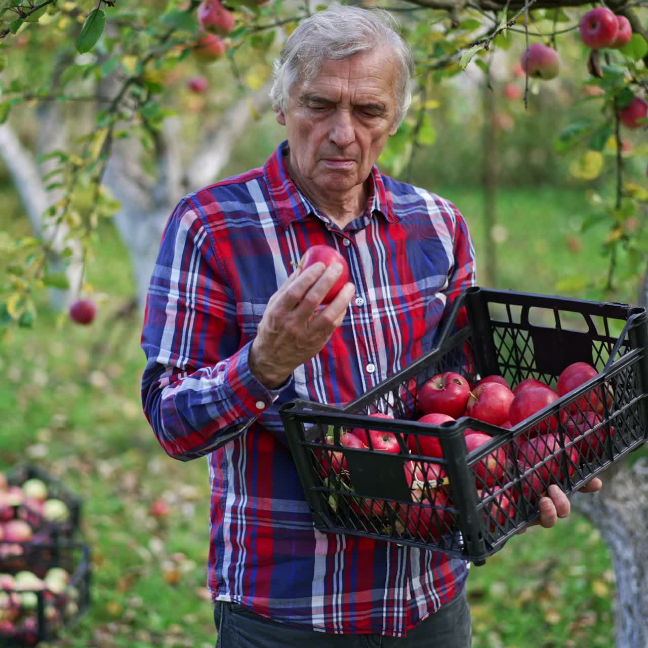 Farmer looking through the apples gathered into the box. Man smells the ripe fruit and shows one to the camera