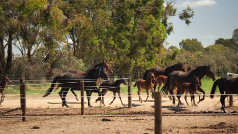 horses running together towards desired paddock