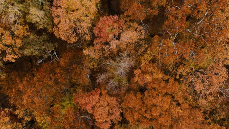 Vista-De-Arriba-Hacia-Abajo-Del-Denso-Bosque-Otoñal-En-El-Parque-Estatal-Devil&#39;s-Den,-Arkansas,-EE.UU.---Disparo-De-Drone