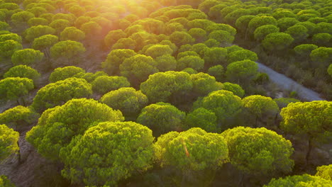 sunset light spreaded over stone pine forest in cartaya, back lit italian umbrella treetops - aerial pull back drone flight