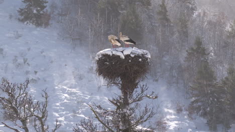 storks in a snowy nest