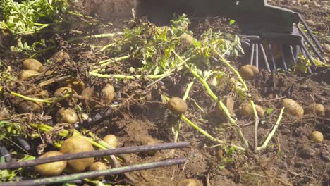 Landwirtschaftliche-Produktion.-Nahaufnahme-Einer-Kartoffelerntemaschine.