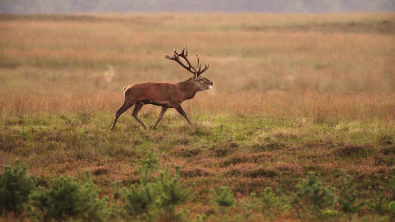disparo medio de un gran ciervo rojo corriendo y persiguiendo su harén de hace alrededor en un campo de hierba marrón en un día frío, oliendo el aire y llamando