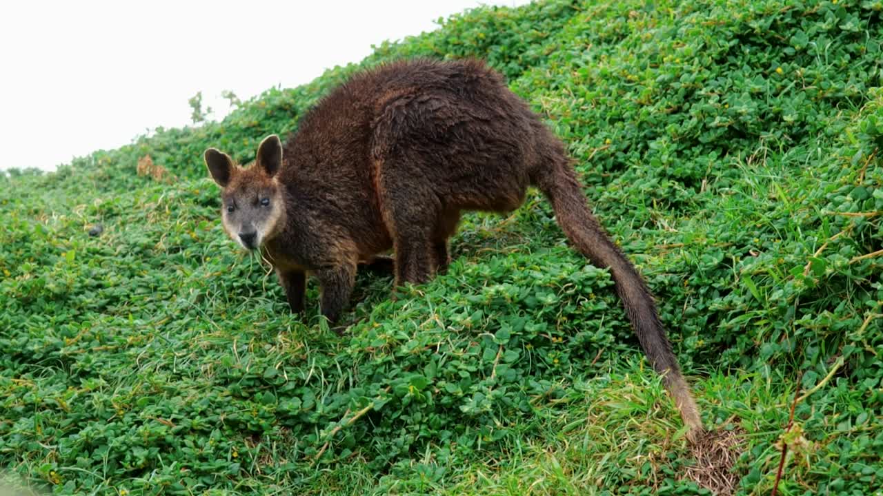 A wallaby peacefully grazes on fresh green grass in its natural habitat, capturing the essence of Australian wildlife and serene countryside.