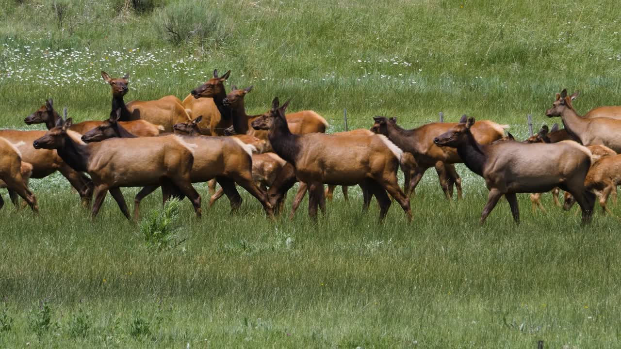 los alces caminan a través de la hierba verde
