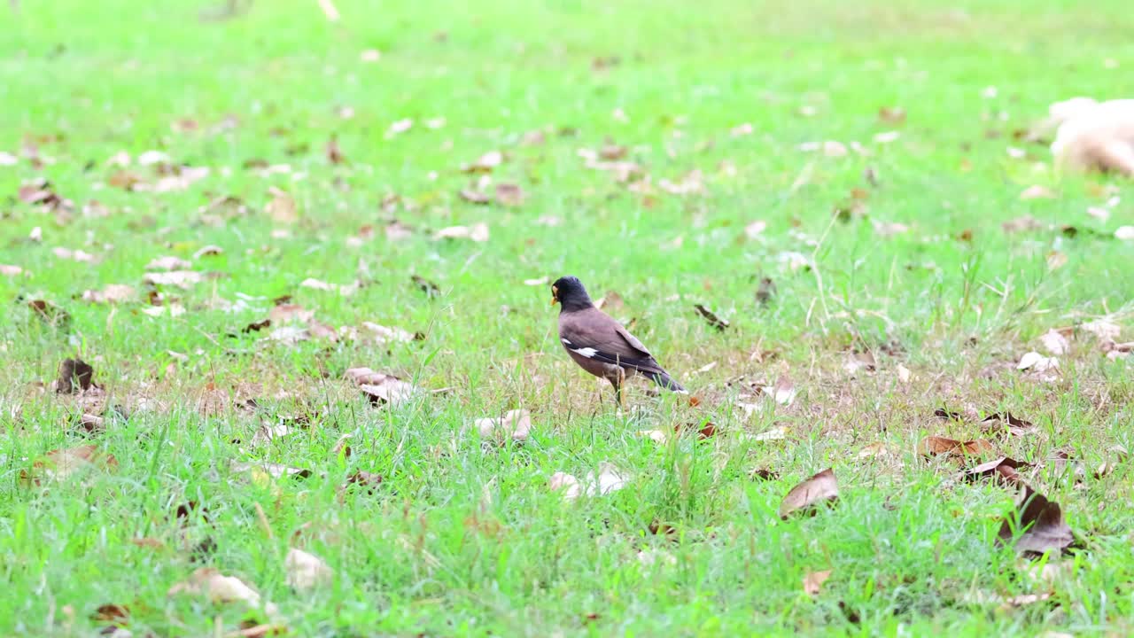 여러 마리의 새들이 풀을 고 고 있다