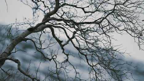 dark, twisted, leafless branches against the pale autumn sky