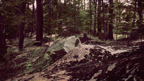 Das-Letzte-Tageslicht-Dringt-In-Den-Alten-Wald-Ein,-Kurz-Danach-Regnet-Es