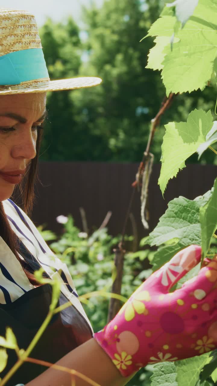 A Dedicated Gardener Tending to Her Vineyards: Passionate Care for Plants in a Lush Green Setting with Sun Shining and Love for Nature