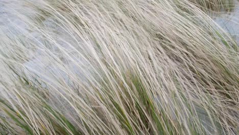 close up of marram beach grass on sand dunes moving and dancing in wild windy weather in berneray, outer hebrides of western scotland uk