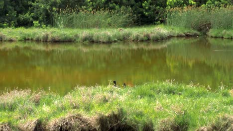 Seymour&#39;s-Farm-Naturschutzgebiet,-Bermuda