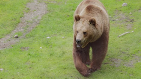 brown bear (ursus arctos) in wild nature is a bear that is found across much of northern eurasia and north america. in north america, the populations of brown bears are often called grizzly bears.