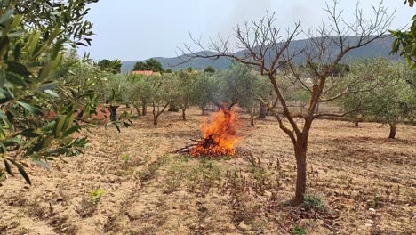 bonfire to burn olive pruning