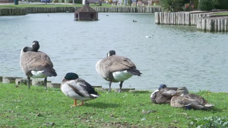 two geese and three ducks sitting together near a pond