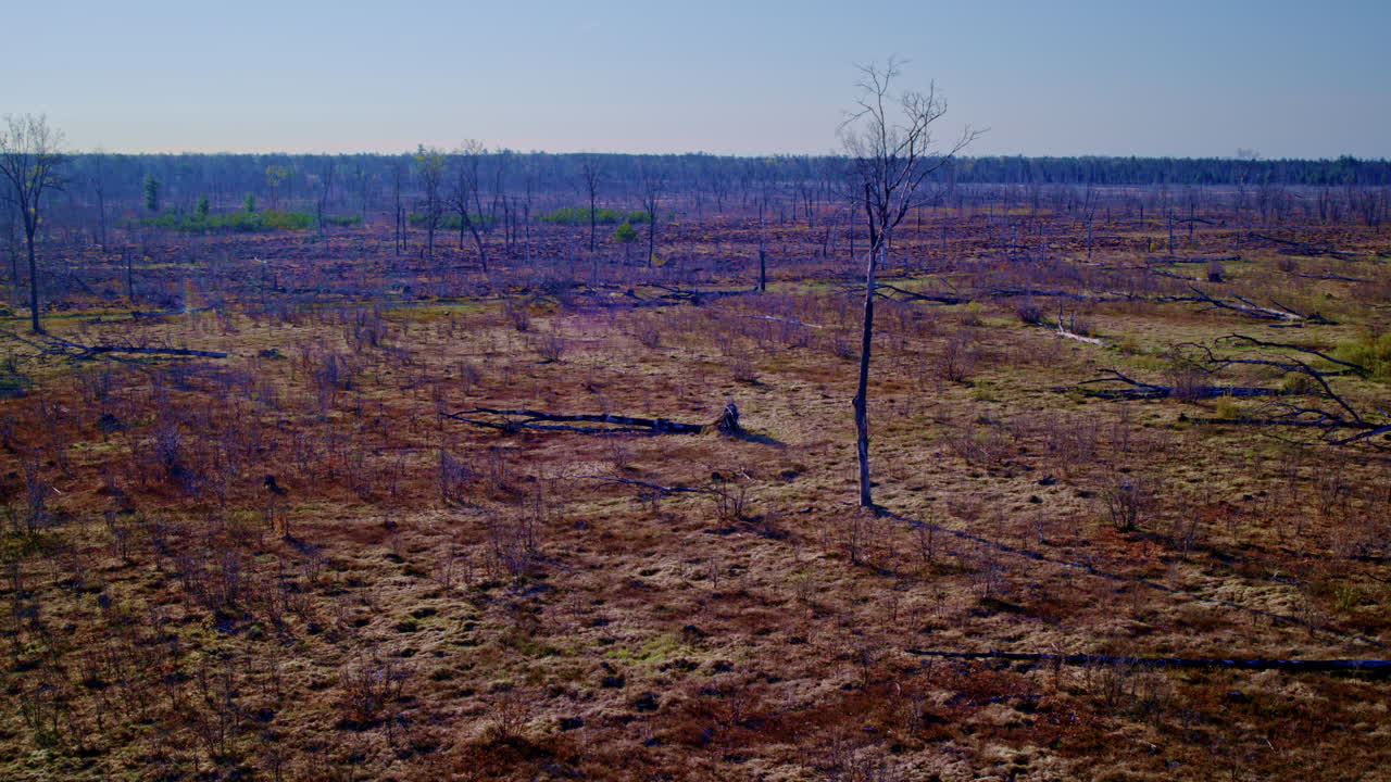 широкие снимки с дронов над лесом, опустошенным лесным пожаром.