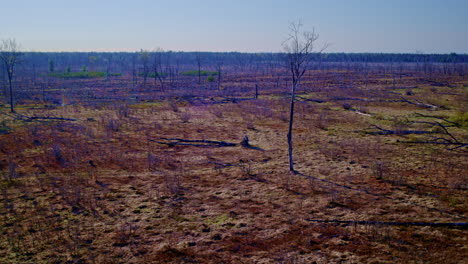 wide drone shots over a forest devastated by wildfire.