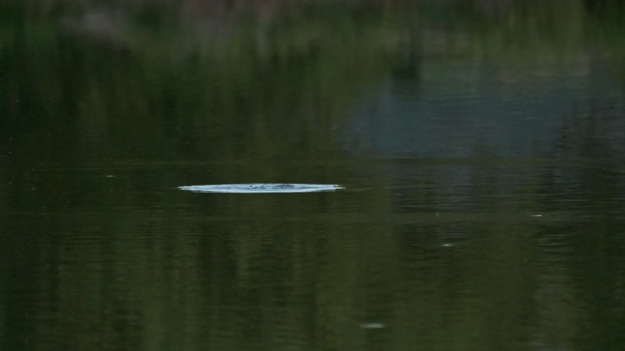 A Dabchick dives below the surface of a lake