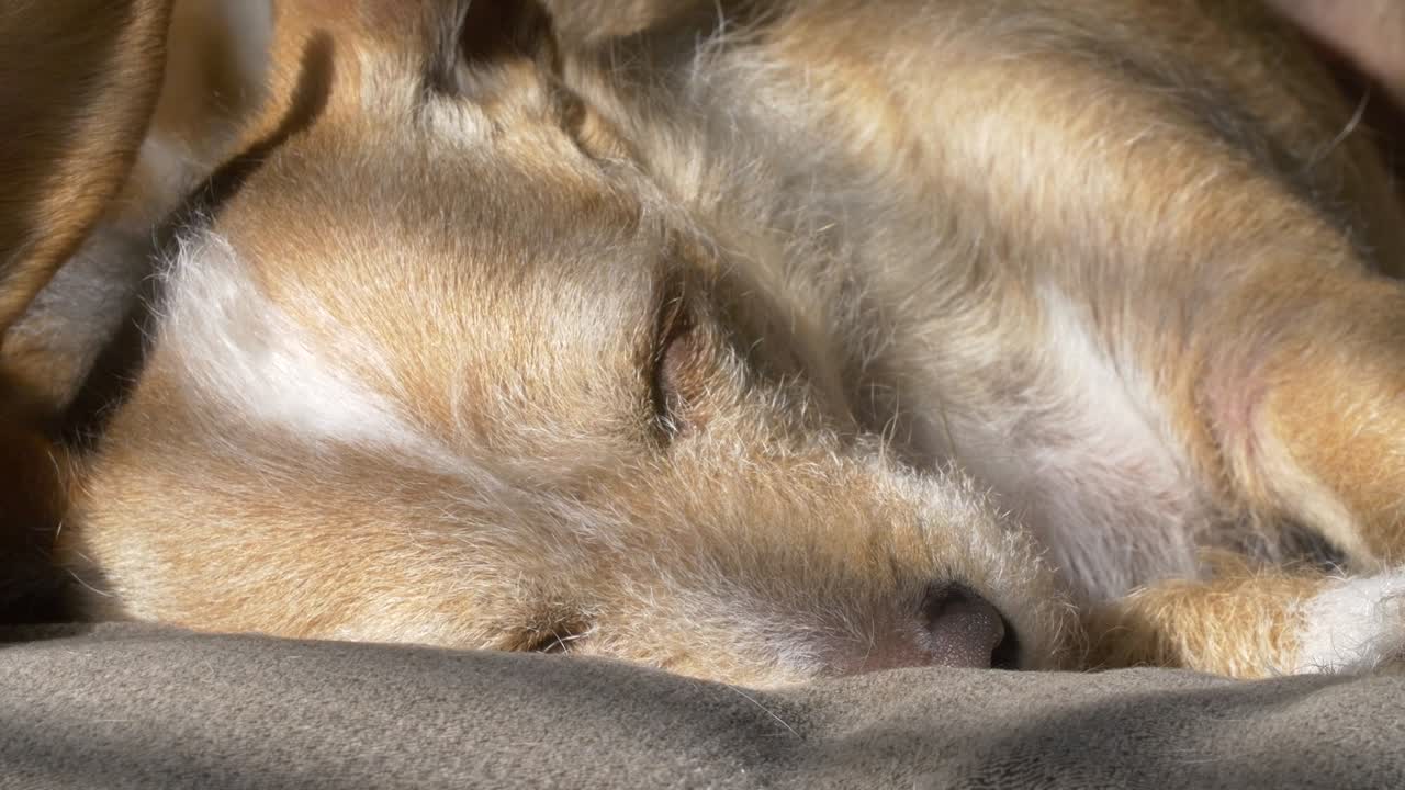 빛 아래 잠자는 개